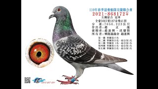 2021年宜蘭聯合會春季五關全會5667羽殘41羽入賞鴿欣賞 (鴿照提供 三豐攝影)