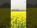 কি সন্দর সরিষা গ্রাম what a beautiful mustard village 2024