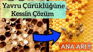 Yavru Çürüğüne En Kesin ve İlaçsız Çözüm - Gerzevil Arıcılık