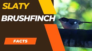 slaty brushfinch facts