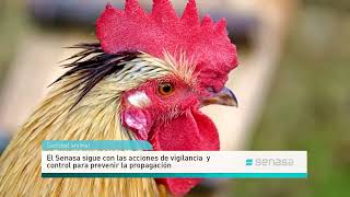 Influenza aviar: Recomendaciones del Senasa