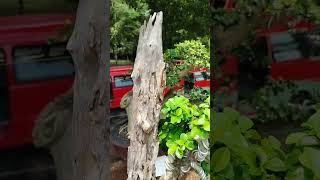 Bonsai Kayu Mati yang Indah #bonsaiindonesia  #pecintabonsai