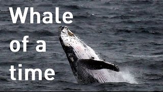 Humpback whale freed after getting trapped in net