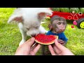 monkey baby ton ton harvests grapes and makes rainbow jelly with cute duckling ton ton animal