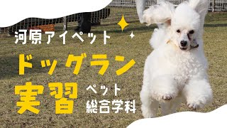 ドッグランに行ってきた！！【河原アイペットワールド専門学校】