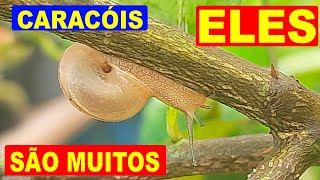 A VIDA do CARACOL e CURIOSIDADES