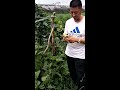 宗親生吃茄子，在大棚蔬菜園2017.8.14