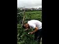 宗親生吃茄子，在大棚蔬菜園2017.8.14