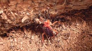 Paratrechina longicornis dragging a sub adult cockroach part 1