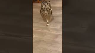 走るフクロウって見たことある？Have you ever seen an owl running? #動物 #shorts