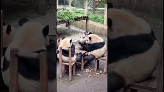 四喜丸子吃笋笋大熊猫四喜丸子 重庆动物园@小九熊猫圈