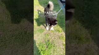 車を降りて場所を確かめる黒柴犬ジョン/Take a walk with Shiba Inu