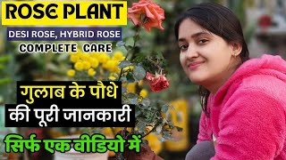 देसी गुलाब में Organic तरीके से ऐसे लें ज्यादा फूल 🌹 Rose Plant में खिलेंगे ढेरों फूल  💐