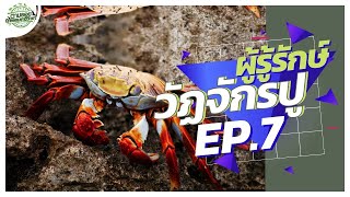 Finding Naturalist EP.7 ผู้รู้รักษ์วัฏจักรปู