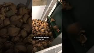 Walnut Processing Line 200 kg/h. Calibrating, cracking and sorting