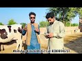 girlando cow in punjab hf cow big cow cow farm cow videos hf breed cow