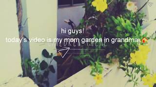 My grandma's garden tour || பாட்டி வீட்டு தோட்டம் 🌱