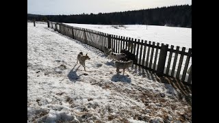 Зверовые щенки лайки  *воспитание и подготовка * часть 1