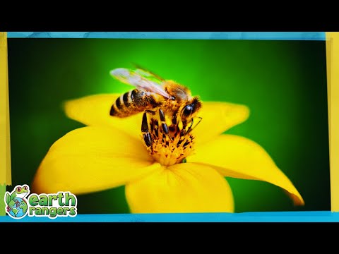 Why do we Need Bees? Why do we Need Bees?