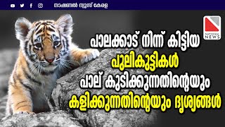 പാലക്കാട് നിന്ന് കിട്ടിയ പുലികുട്ടികൾ പാല് കുടിക്കുന്നതിന്റെയും കളിക്കുന്നതിന്റെയും ദൃശ്യങ്ങൾ