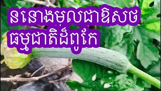 ននោងសាញឫននោងមូលជាឱសថធម្មជាតិដ៏ពូកែជួយព្យាបាលជម្ងឺដែលអ្នកមិនធ្លាប់ដឹង!#agriculturestomaches