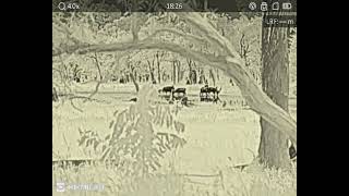 Thermal observation of a batchelor herd of Rusa stags: raw thermal footage