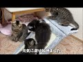 いっそう人間味が増した育児をするパパ猫がこちらｗ【奇跡のイクメン猫】