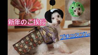 【新年のご挨拶】老犬トイプードル ブチコスプレ3選