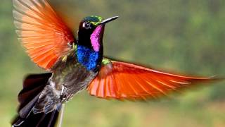 Incredible Variety Beautiful Hummingbird Images