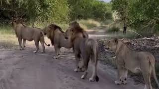 2 Ndhzenga Male Lions Following 4 Kambula Males | Dangerous Move by Ndhzengas | 16 February 2024