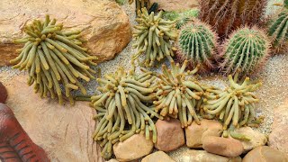 Beautiful Cactus at Nong Nooch Pattaya Garden 2021