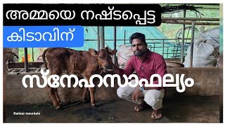 അമ്മയെ നഷ്ടപ്പെട്ട കിടാവിന്  സ്നേഹസാഫല്യം II Ammaye nashttappetta kidavinu snehasafalyam