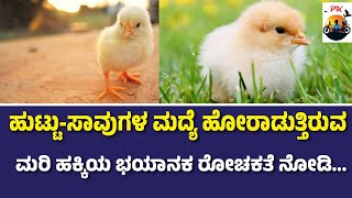 ಹುಟ್ಟು ಸಾವುಗಳ ಮದ್ಯೆ ಹೋರಾಡುತ್ತಿರುವ ಮರಿ ಹಕ್ಕಿ | Kannada story | Kannada kathegalu | stories in Kannada