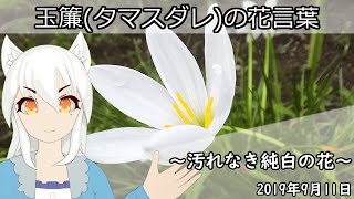 【日刊動画】2019年9月13日 玉簾(タマスダレ)の花言葉