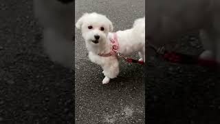 口笛と首かしげるのはセットなの？ #犬 #dog #マルチーズ #maltese #shorts