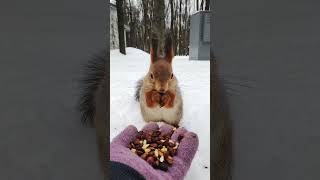 Беспокойная беличья жизнь #shorts #squirrel