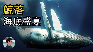 鯨落：深海裡的生命奇跡，一頭鯨魚如何創造百年生態系統？｜海底世界｜深海熱液噴口｜海洋食物鏈｜生態循環｜小煩哥