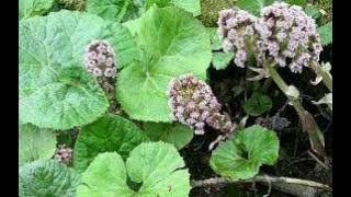 Herb of the Week Butterbur