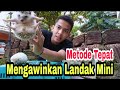 Metode Tepat Mengawinkan Landak Mini