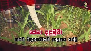 Govibimata Arunalu TV Program | සේනා දළඹුවා ජෛව විද්‍යාත්මක පාලනය කරමු | 2020 12 06 | Krushi Tv