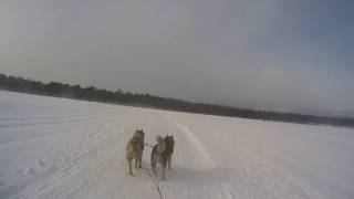 2017　岩手山　犬ぞり　２DOG　銀河＆太郎　DAY1