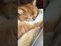 goldy cannot disturb when sleeping cat catlover catvideos catviral trending shorts