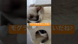 ラグドールのたぬきみたいな猫達 #short #アニメ #cat #shortvideo  #catbreed #ragdoll #ラグドール #shorts #cattype #ragdolls