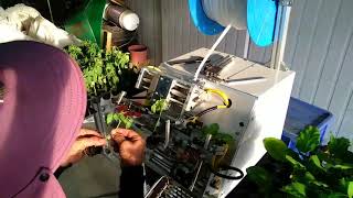 番茄苗嫁接機 TOMATO GRAFTING MACHINE