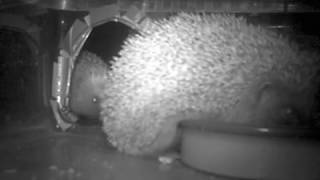 #hedgehog feeds, tiny exits and looks back in sniffing 3:18