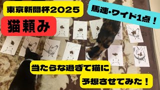 [東京新聞杯2025]新感覚 ねこで競馬の予想してみた！