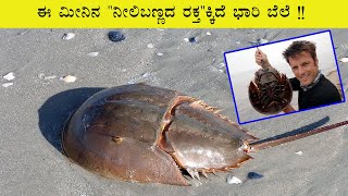 BLUE BLOOD FISH I ಈ ಮೀನಿನ ನೀಲಿ ಬಣ್ಣದ ರಕ್ತಕ್ಕಿದೆ ಭಾರಿ ಬೇಡಿಕೆ !!