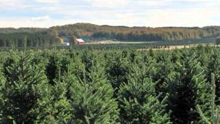 Christmas Tree Species: Fraser Fir