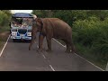 buttala katharagama road elephant elephant nature travel subscribe share like