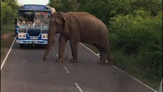 Buttala - Katharagama road elephant #elephant #nature #travel  #subscribe #share #like